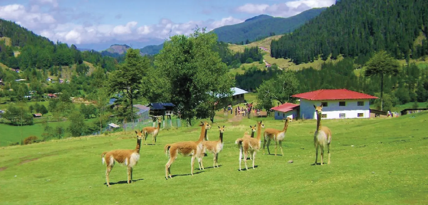 Granja Porcón – Cajamarca Granja Porcón durante el tour Cajamarca Imponente 5D/4N