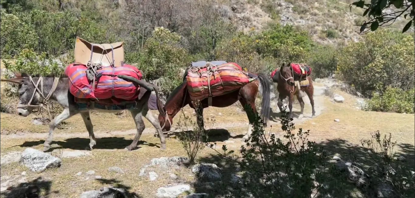 Inicio del trekking en Cashapampa – Expedición Alpamayo Inicio del trekking en Cashapampa con arrieros y burros rumbo a la expedición Alpamayo