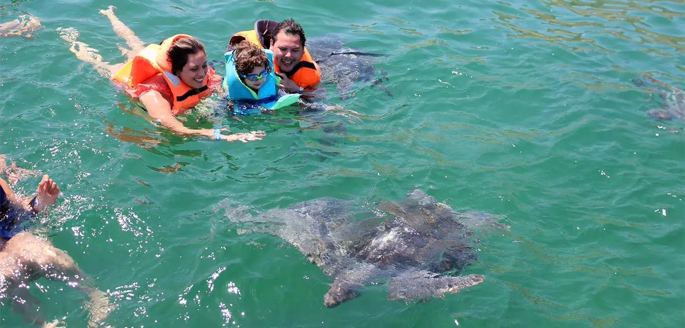 Nado con Tortugas en El Ñuro Nado con tortugas marinas en El Ñuro durante el tour Tumbes - Decameron de Ensueño 4D/3N