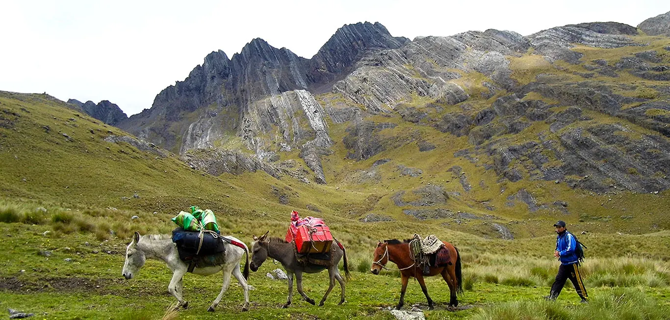 Sacracancha – Trek Olleros Chavín 3D/2N Excursionistas y burros de carga en Sacracancha durante el trekking Olleros Chavín, Áncash