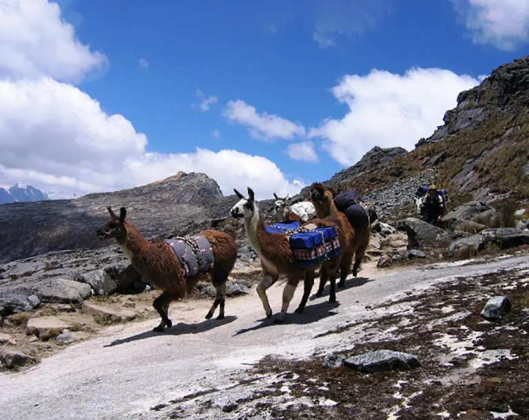 Llamas cargadas con equipo ascendiendo al Paso Yanashallash durante el día 2 del trek Olleros Chavín 3 días 2 noches