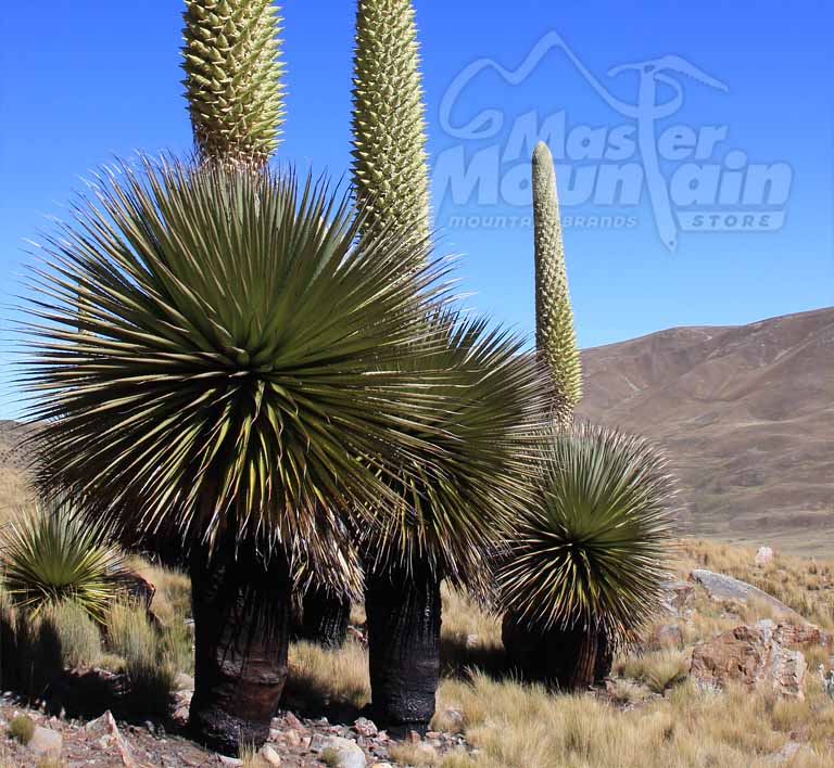 Puya Raimondi | Huaraz Místico 3D/2N - Master Mountain