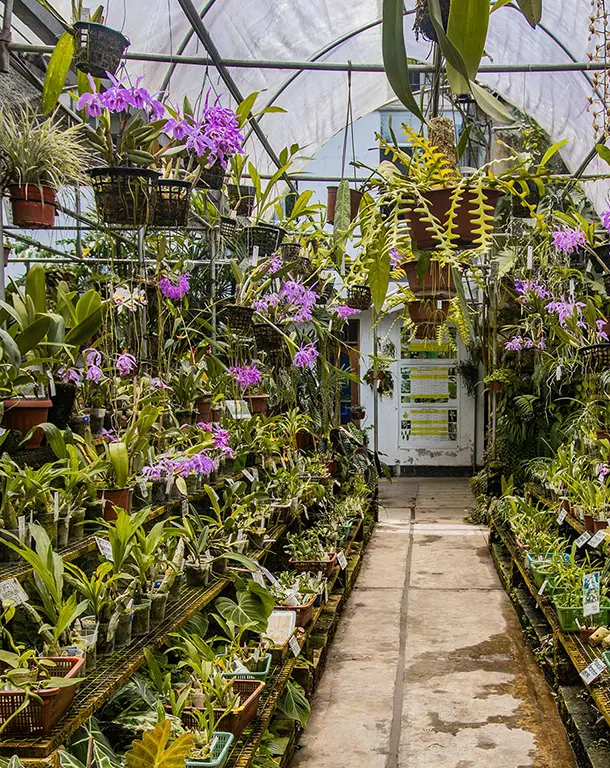 orquideario moyobamba orquideas amazonas dia 4 tarapoto bellisimo 5d 4n 2
