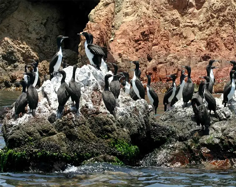 Fauna marina en las Islas Ballestas durante el día 2 del tour Ica Paracas Nazca 5 días 4 noches