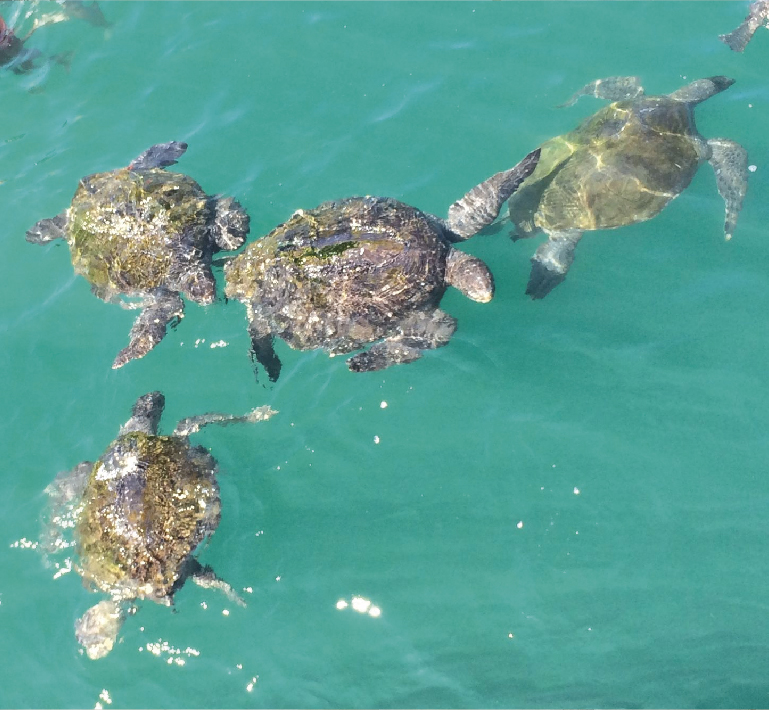 Narando con tortugas en el Ñuro | Master Mountain