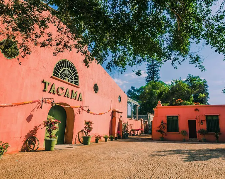Viñedos de Tacama en Ica durante la Ruta del Pisco en el tour Ica Paracas Nazca 5 días 4 noches