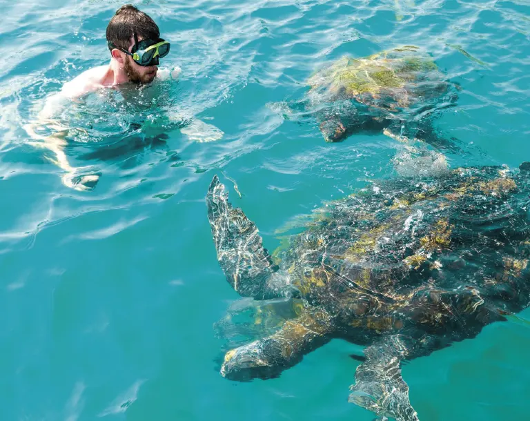 Turistas nadando con tortugas verdes en Caleta El Ñuro durante el día 3 del tour Tumbes Decamerón 4 días 3 noches