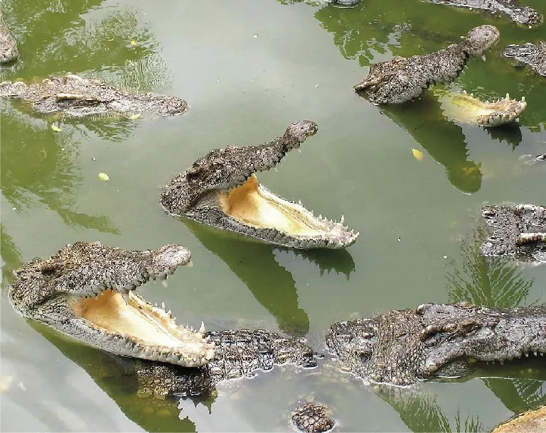 Zoocriadero de cocodrilos en el Parque de Cocodrilos de Tumbes durante el día 2 del tour Tumbes Decameron 4 días 3 noches