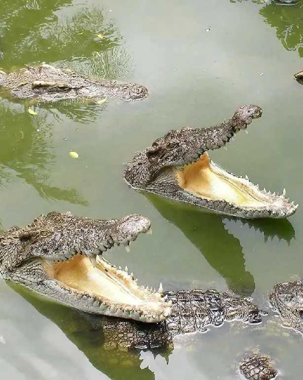 Zoocriadero de cocodrilos en el Parque de Cocodrilos de Tumbes durante el día 2 del tour Tumbes Decameron 4 días 3 noches