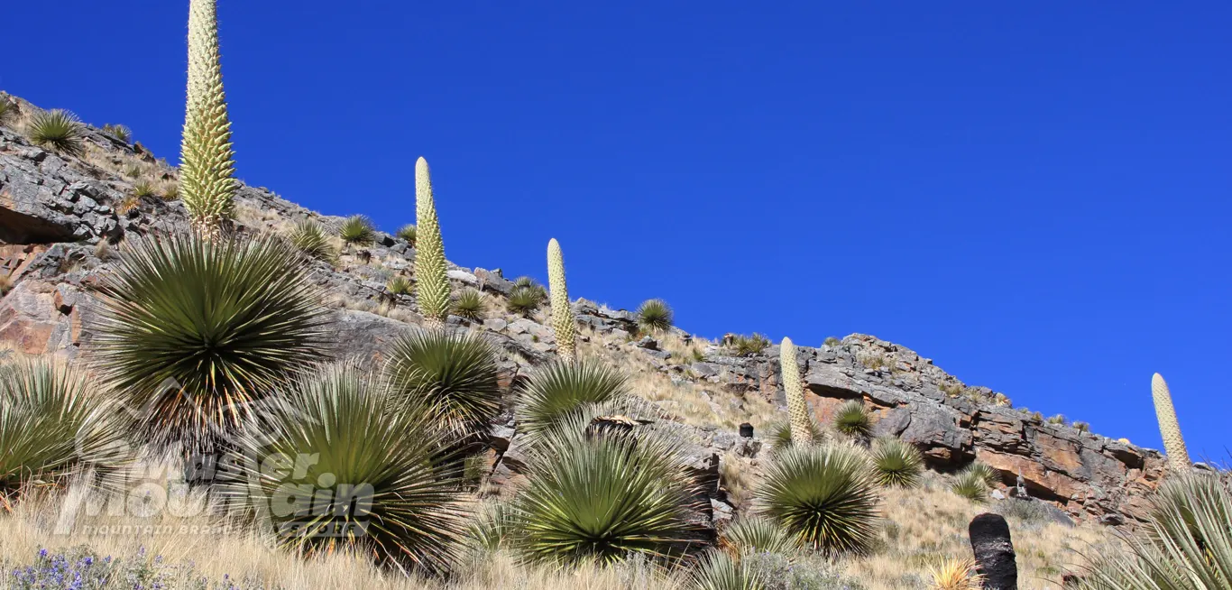 Puya Raimondi en el Parque Nacional Huascarán, Áncash