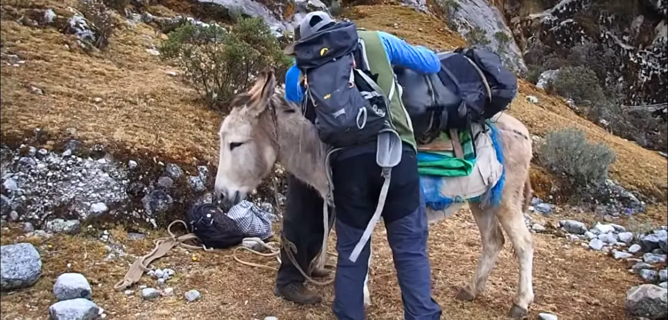 Retorno de la expedición al Nevado Huascarán hacia Musho con mulas de carga