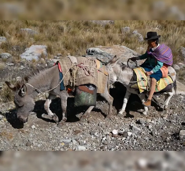 arriera burros carga olleros chavin home trek largo huaraz
